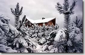 Winter Beauty